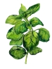 ilustrace-chmelova-2014_Herbar_003.jpg