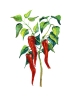 ilustrace-chmelova-2014_Herbar_007.jpg